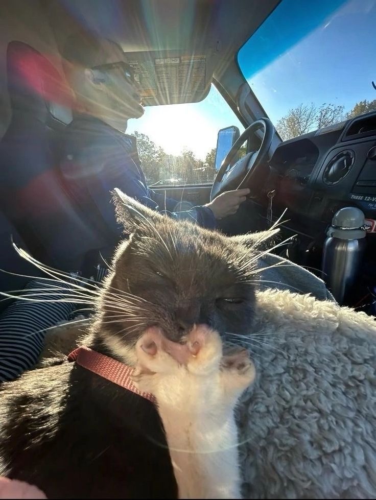 ShouldHaveCat's tweet image. 