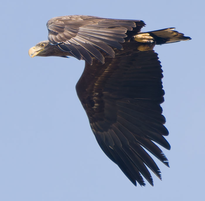 Steve Gantlett tweet media