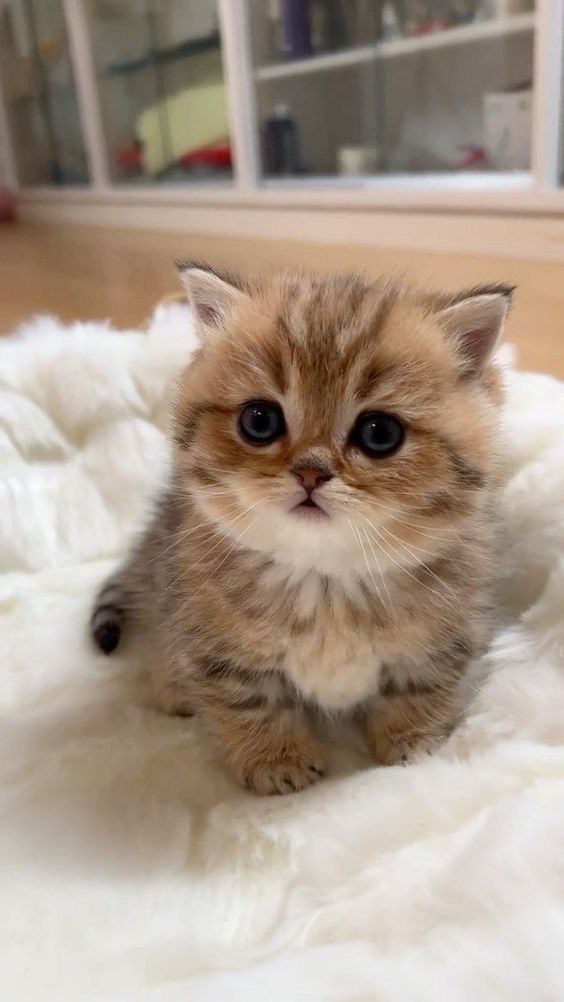 Cat 🐈 tweet media