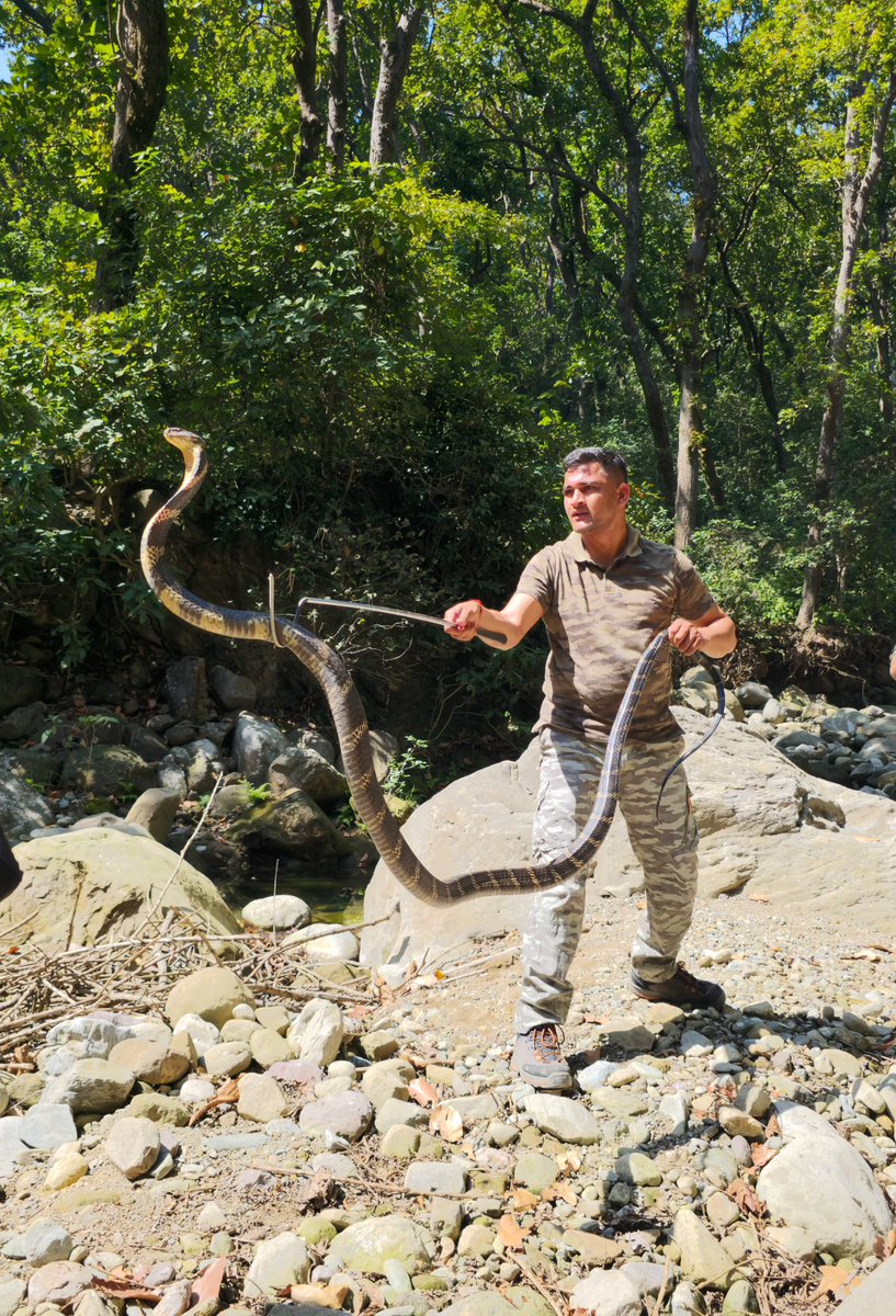 Brave field staff of HP Forest Deptt. successfully rescue a King Cobra! 

Only in HP can you witness a remarkable diversity, from King Cobras to high-altitude Himalayan Pit Vipers.

#HPForestDept