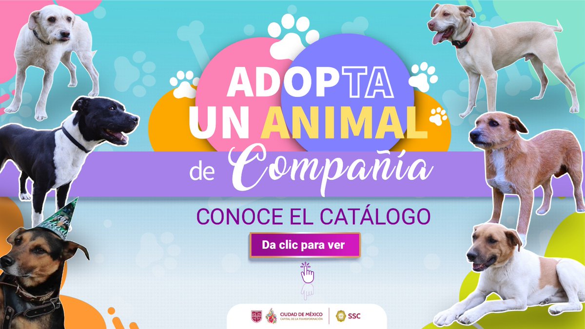 En la #SSC queremos que los perritos de nuestra #BVA encuentren un hogar, lleno de amor y cariño. Conoce a los lomitos disponibles para adopción. ¡Ábrele la puerta de tu casa al nuevo integrante de tu familia! #NoCompresAdopta.
👮🏻🐕👮🏻‍♂️️ Catálogo: bit.ly/BVA_AP2024