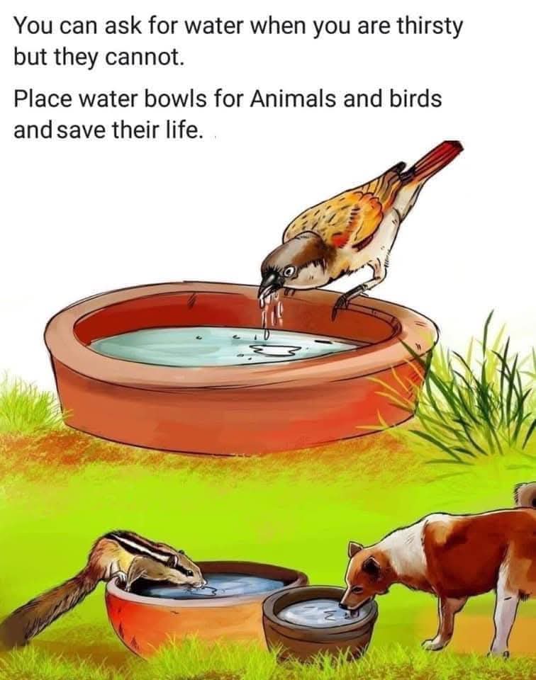 Asuramardhana's tweet photo. Summer is started as a request please keep water for street Animals and birds 
#KeepwaterForanimals https://t.co/Q0vH2nAJYm