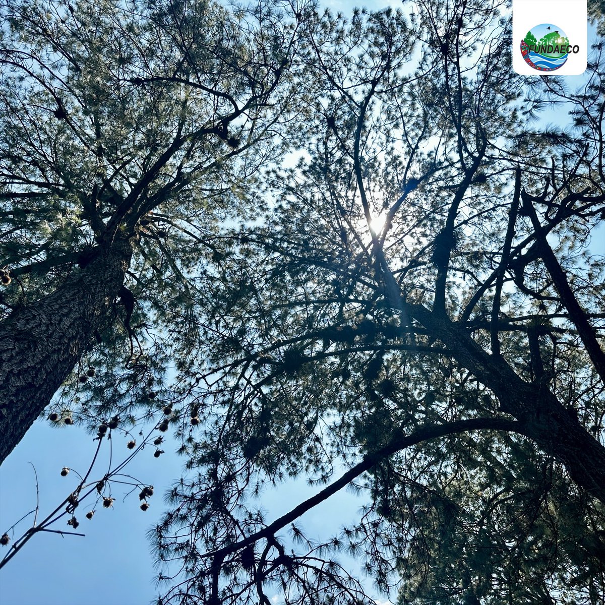 FUNDAECO (@fundaecoguate) on Twitter photo 🦋Recibimos a 30 delegados de la #ConferenciaClimática de <a href="/UKinGuatemala/">UK in Guatemala 🇬🇧🇬🇹</a> en el #ParqueKanajuyú.🌿Explorar los senderos permitió reflexionar sobre la importancia del #BosqueUrbano para #CiudadesSostenibles y su rol para mitigar el #CambioClimático.Más info👉bit.ly/422MYbf 🦋Recibimos a 30 delegados de la #ConferenciaClimática de <a href="/UKinGuatemala/">UK in Guatemala 🇬🇧🇬🇹</a> en el #ParqueKanajuyú.🌿Explorar los senderos permitió reflexionar sobre la importancia del #BosqueUrbano para #CiudadesSostenibles y su rol para mitigar el #CambioClimático.Más info👉bit.ly/422MYbf