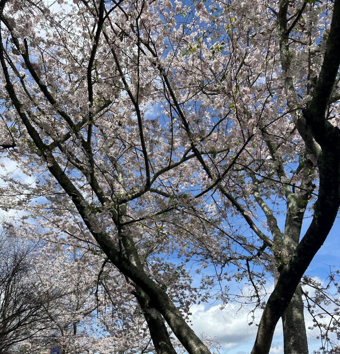 Spring break is here, Panthers! Whether you’re exploring the great outdoors or catching up on some well-deserved rest, stay safe and enjoy the break. We can’t wait to welcome you back, recharged and ready to finish the semester!
#GSUBiology #SpringBreak #StayCurious