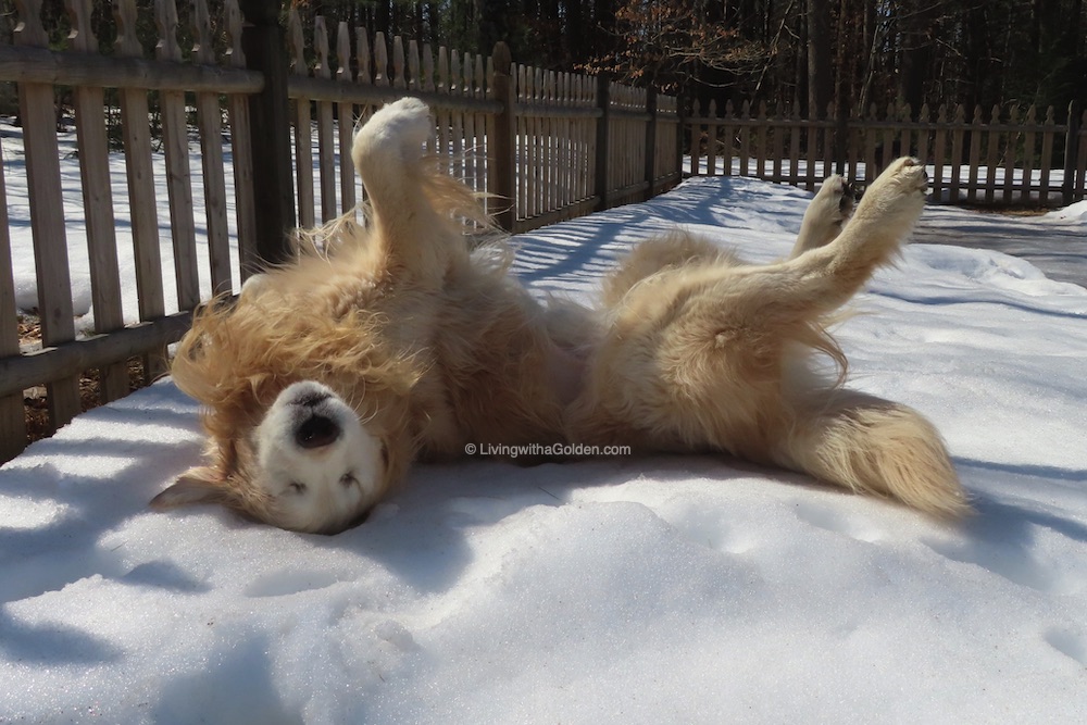 MaineGolden's tweet image. Raise your paws if it has been a long week, and you're ready for the weekend! 🐾🙃🐾 #FinallyFriday