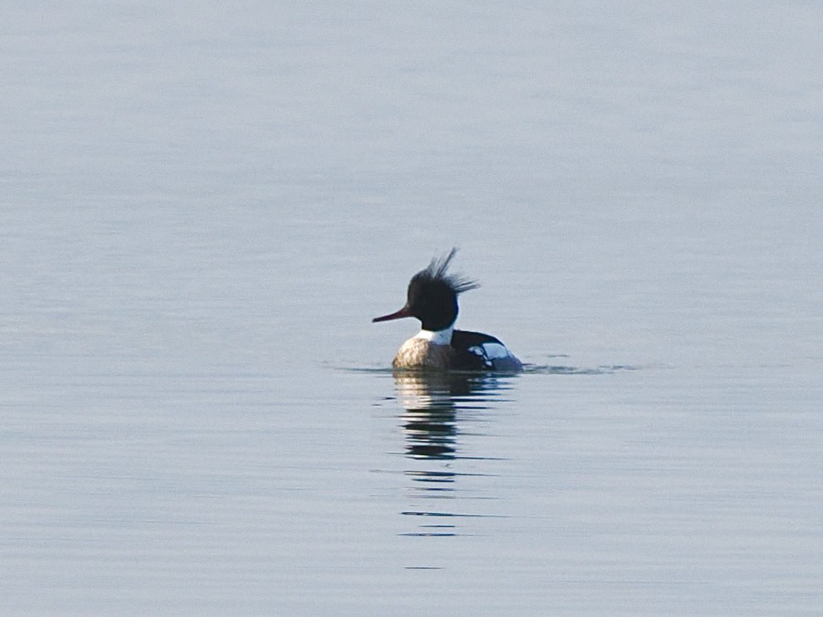 SteveOnHilbre's tweet photo. A nice brief visit to the lake this morning with single #Goosander a pair of #RedbreastedMerganser a #GreatCrestedGrebe (not regular on #WKML) and a single CanadaGoose present. Lovely flat calm sea looking out @hilbrebirdobs https://t.co/c481G8bL75