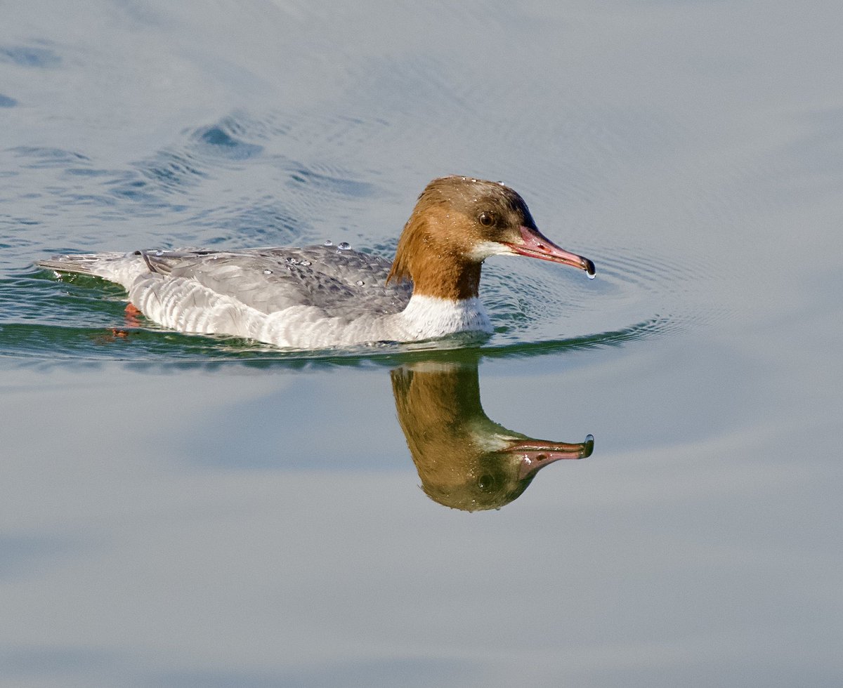 SteveOnHilbre's tweet photo. A nice brief visit to the lake this morning with single #Goosander a pair of #RedbreastedMerganser a #GreatCrestedGrebe (not regular on #WKML) and a single CanadaGoose present. Lovely flat calm sea looking out @hilbrebirdobs https://t.co/c481G8bL75