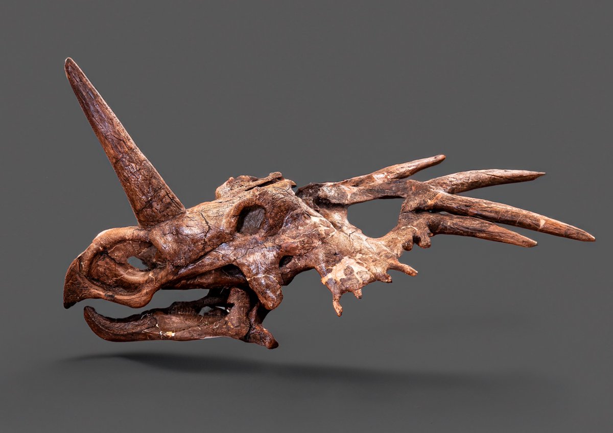 ⛏️ Here’s one of our paleontologists’ favourite specimens - Styracosaurus albertensis. 

🍁 Styracosaurus albertensis is one of Canada’s most famous dinosaurs, known for its dramatic spikes and massive nasal horn!

#DinosaursOfCanada #FossilFriday