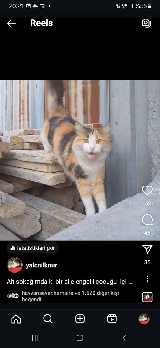 kedilernilknuru's tweet photo. Lütfen lütfen gören herkes rt yapsın.
İblis sahibi, engelli oğlunun kedisi pamuğu götürüp uzağa attı.
Pamuğu bulduğumuzda ben evime alacağım, yeter ki bulunsun.
İzmir Karabağlar. 
Karabağlar sınırları içine atıldı. https://t.co/P4GgkhAU9B