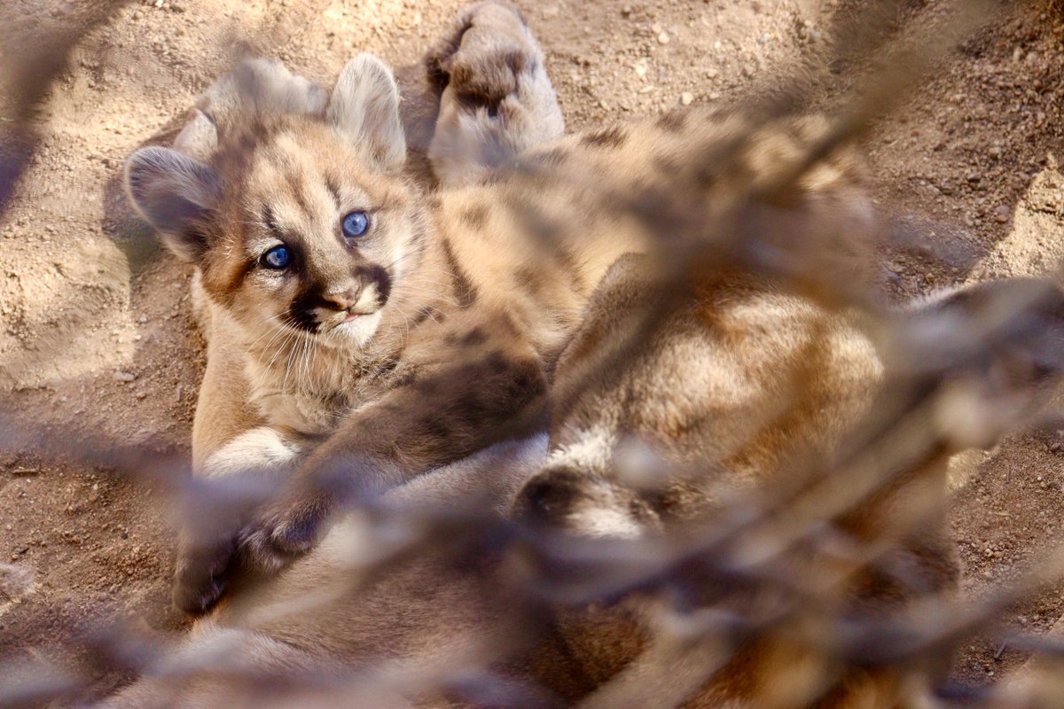 ¡Miren nada más qué preciosuras! 🐯🦓 Tenemos nuevos integrantes en el Centro Ecológico de Sonora. Aprovechen este fin de semana para venir en familia y conocer a las crías.