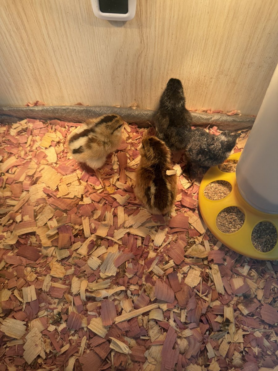 Meet our Chickens!! Can you recognize Copper?! Pre-K LOVED having our special guests! <a href="/APSHollisCrew/">Hollis Innovation Academy</a>