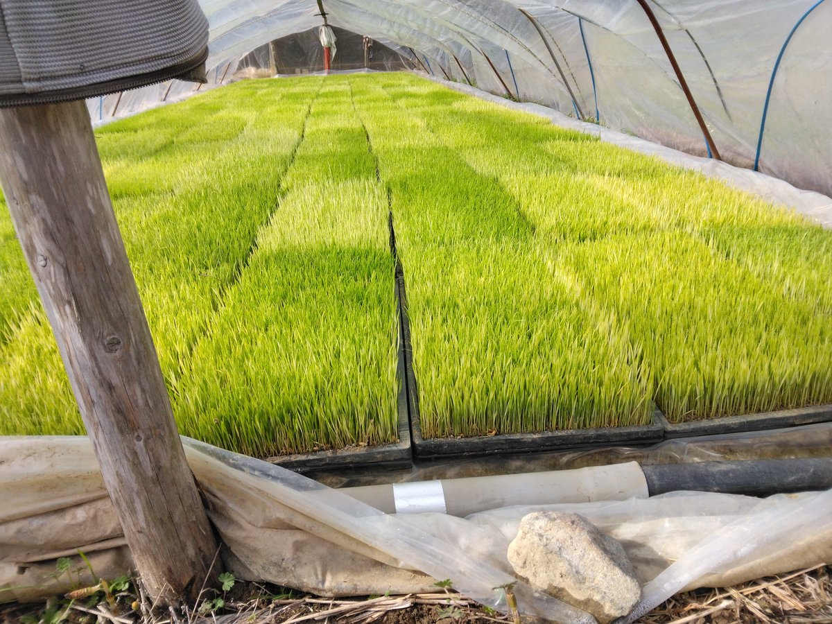 0mki_m's tweet image. シルク米予約販売記念🌾【来月には開始予定です】

＃コシヒカリ
お米プレゼント🎁企画　3月17日まで

お米約4kgをプレゼント🎁！玄米、精米、無洗米選べます

この投稿をリポストとコメント　＃シルク米　で2名様に

シルク米の予約販売開始したらよろしくお願いします🌾