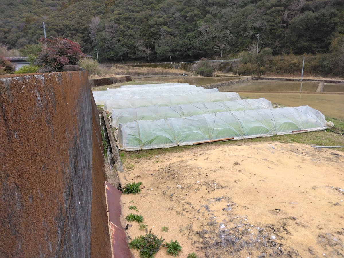 0mki_m's tweet image. シルク米予約販売記念🌾【来月には開始予定です】

＃コシヒカリ
お米プレゼント🎁企画　3月17日まで

お米約4kgをプレゼント🎁！玄米、精米、無洗米選べます

この投稿をリポストとコメント　＃シルク米　で2名様に

シルク米の予約販売開始したらよろしくお願いします🌾