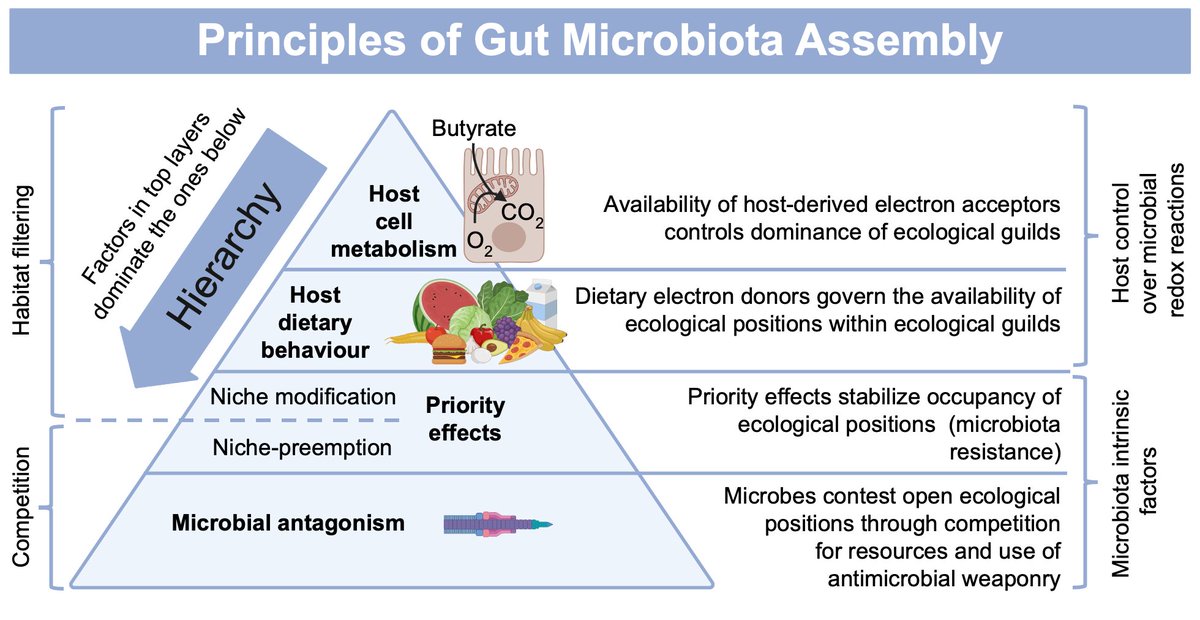 🔬🦠 How to make sense of the taxonomic complexity &amp; interpersonal variability of the gut microbiota? We propose that beneath this complexity lies a hierarchy of factors that control gut microbiota assembly. Read more! #Microbiome #GutHealth

authors.elsevier.com/a/1km32_,2CiQu…