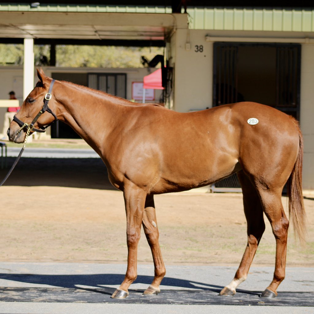 StarLadies Racing (@thestarladies) on Twitter photo ✨ StarLadies is back in action! ✨ We struck at the OBS March sale, adding a lovely filly by Mendelssohn (HIP 203) to our stellar group. This purchase was secured by <a href="/CorbinBlumberg/">Corbin Blumberg</a> and will head to <a href="/brenpwalsh/">brendan walsh</a> for training 💫 #WomenInRacing #OBSMarch ✨ StarLadies is back in action! ✨ We struck at the OBS March sale, adding a lovely filly by Mendelssohn (HIP 203) to our stellar group. This purchase was secured by <a href="/CorbinBlumberg/">Corbin Blumberg</a> and will head to <a href="/brenpwalsh/">brendan walsh</a> for training 💫 #WomenInRacing #OBSMarch