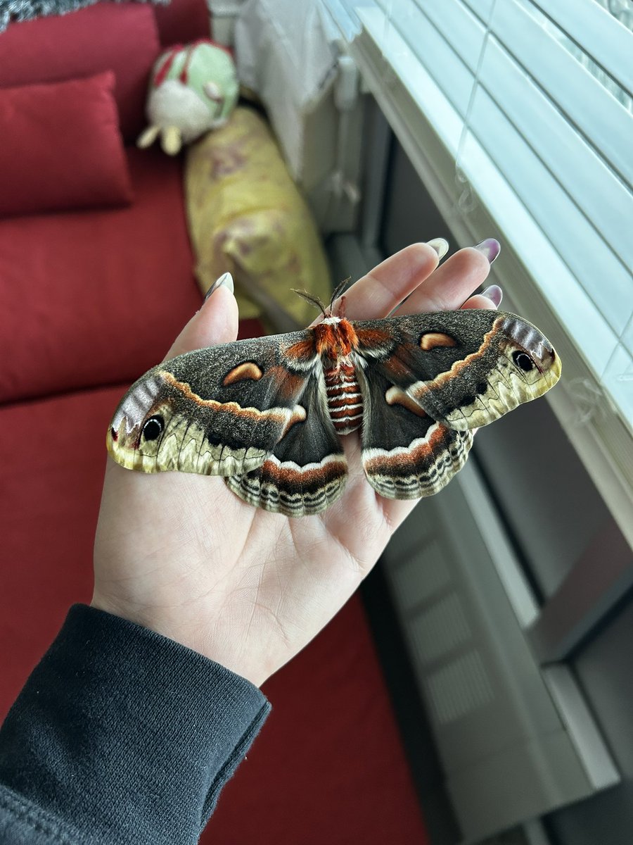 Spring is upon us 🥹

✨ Female Cecropia moth ✨