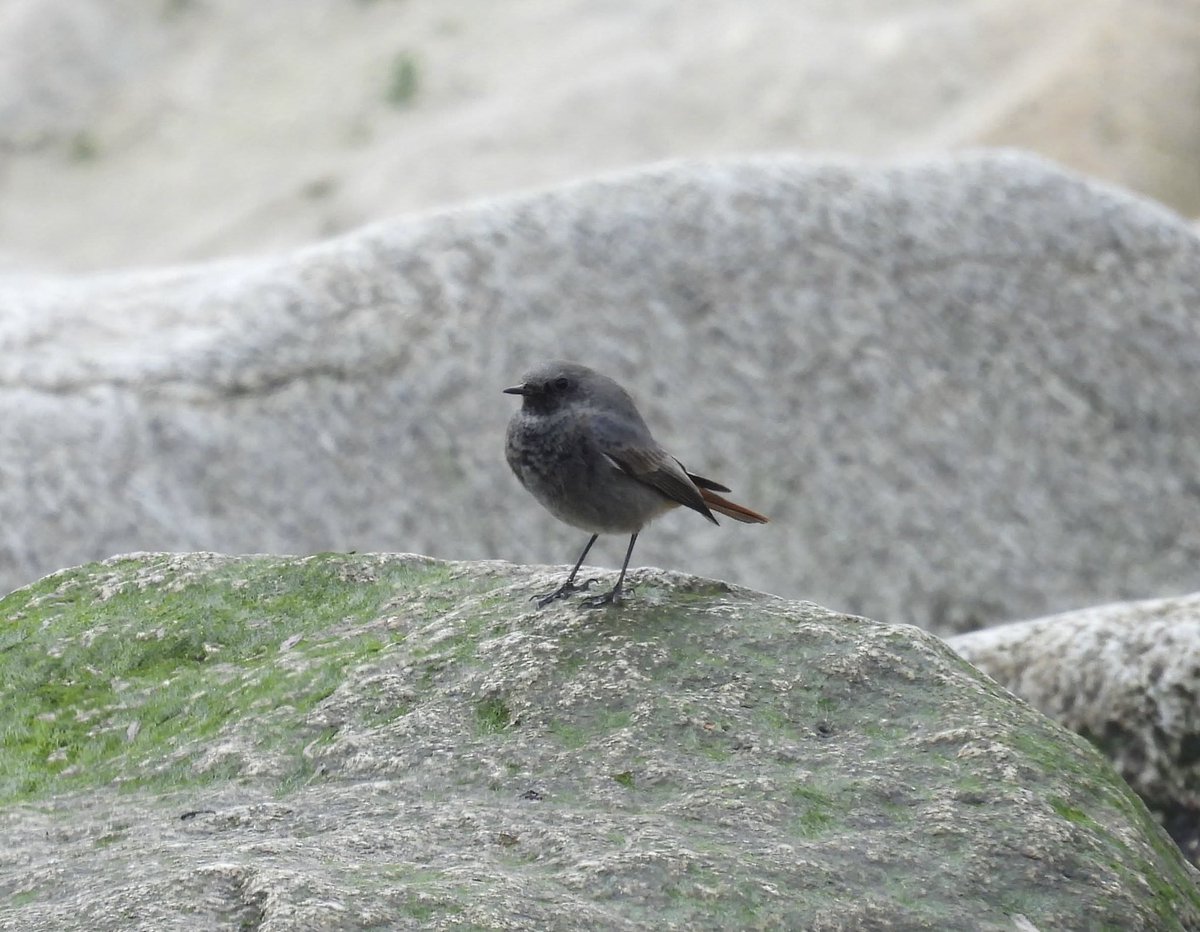 ComberNath's tweet image. A great day of birding around Penzance today, highlight for me was my first ever male Black Redstart, seen on the rocks at west end of Long Rock beach. Also c40 Purple Sandpiper & c60 Sanderling on Battery Rocks at high tide @CBWPS1