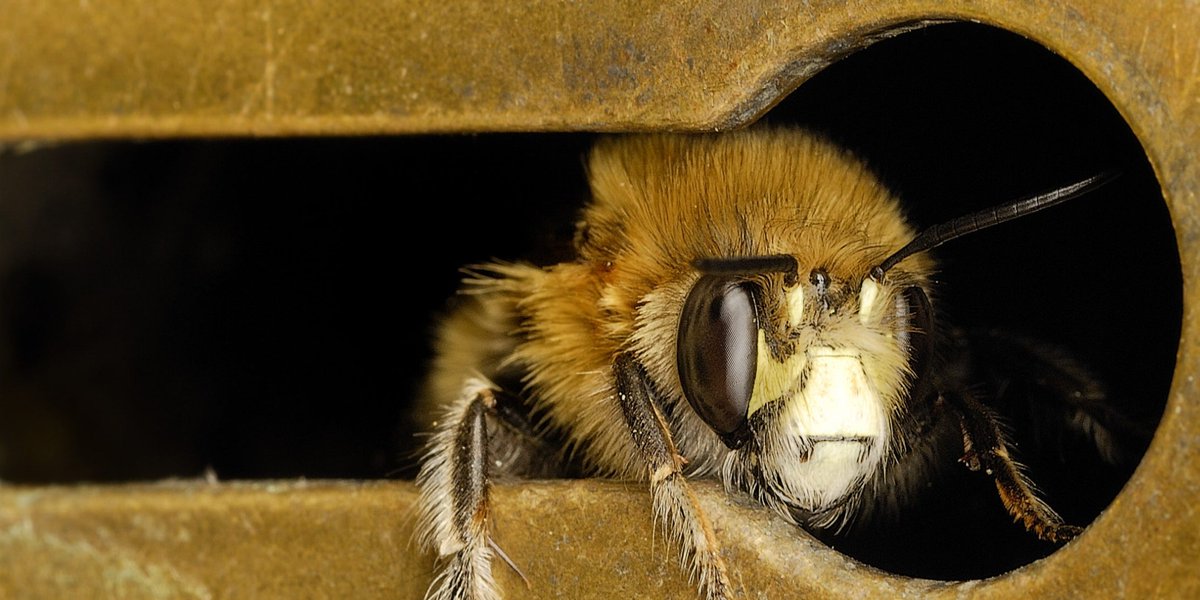 Royal Entomological Society tweet media