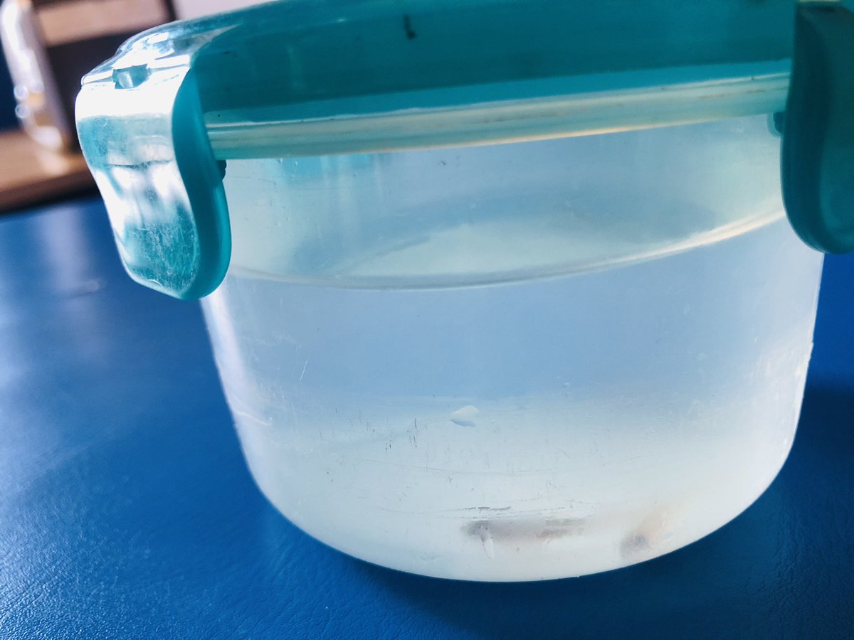 Sorcha Dallas Gray tweet media