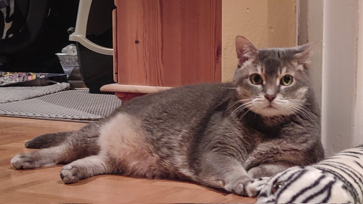 Na super, der Ersatz-Dosenöffner ist wieder am Start... 😾