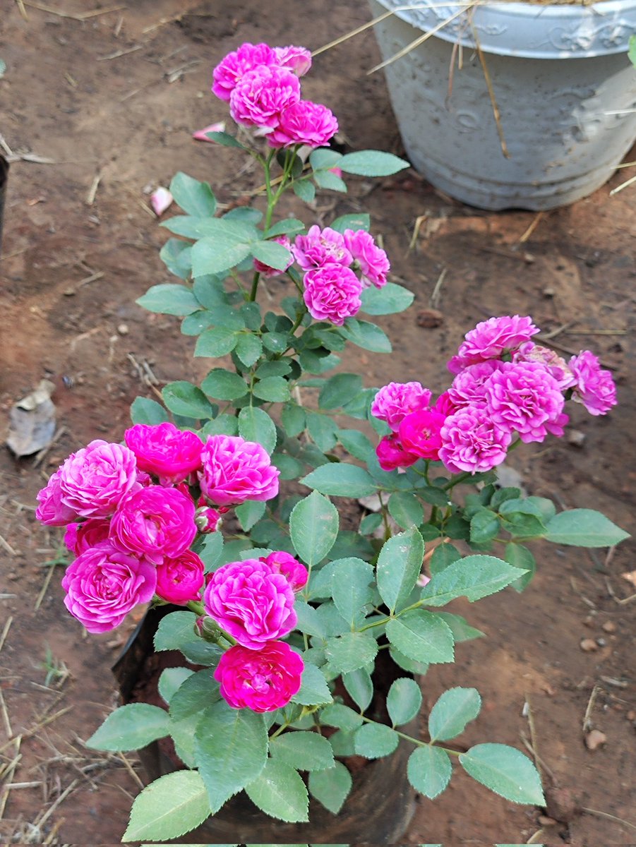 aparajita_5's tweet image. Rose 

#Rose #ClimbingRose #Plant15