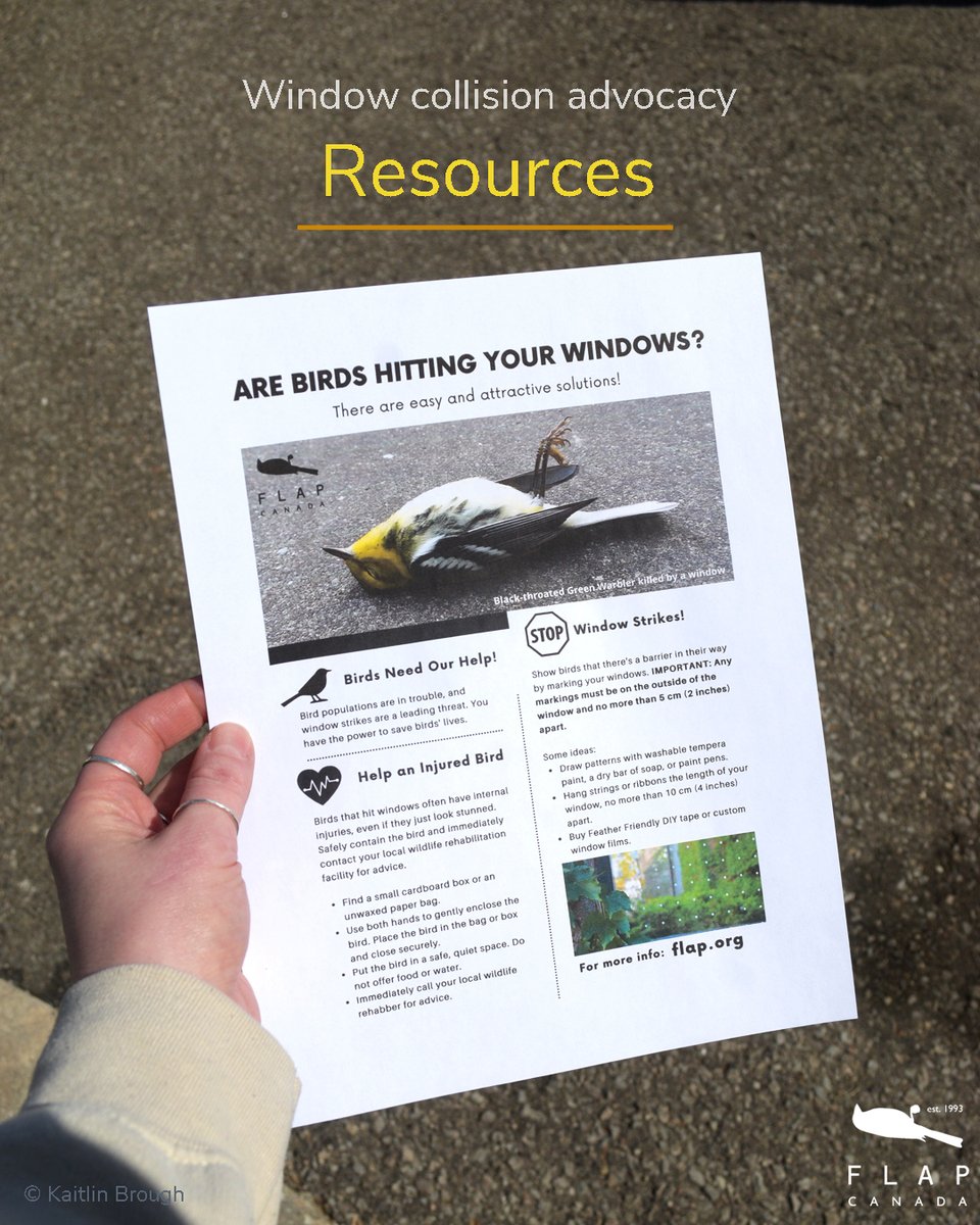 Are you looking to make a difference for birds this year but don’t know where to begin?

Check out our resources page on flap.org ! You can find this single page print out, our Homes Safe for Birds brochure, and more!

Get started at flap.org/useful-links-r…