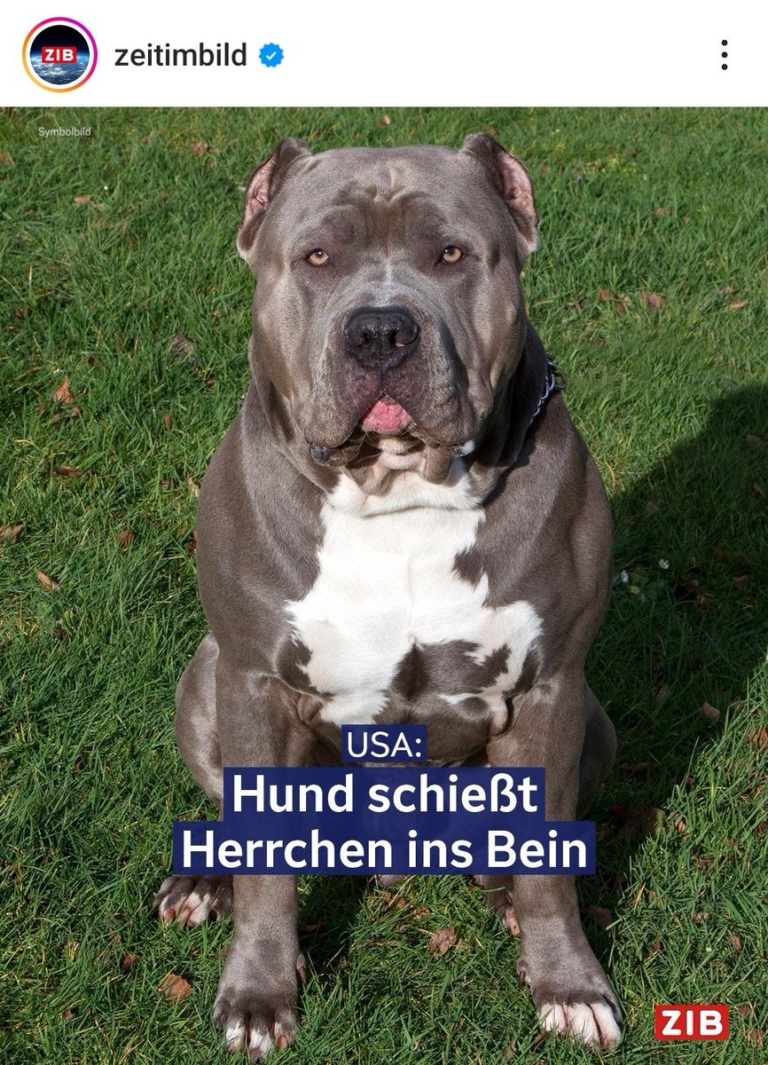 Gruell_Philipp's tweet photo. Wer Journalismus studiert hat, kriegt hierbei Herzrasen.

#hundbeißtmann
#mannbeißthund https://t.co/gFKr2LMVH9