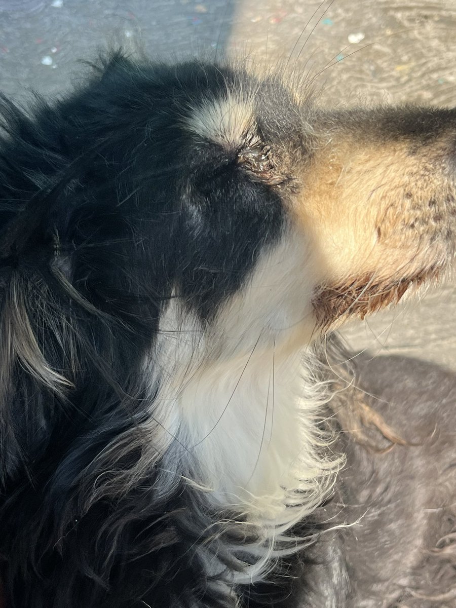 <a href="/ValeriaaSalt/">Agente Salt 🦁 🫡</a> Hola sin molestar a nadie estamos solicitando su ayuda para solventar los gastos veterinarios de la operación de una pequeñita  y alimento para salir adelante la semana nos ayudarían mucho con 10 pesitos o con un RT, tenemos que juntar una cantidad algo grande  de todo corazón
