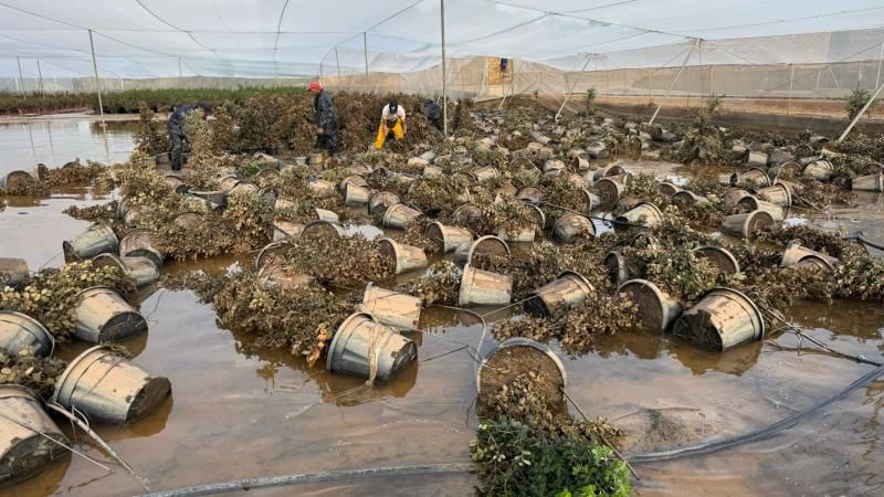 Un 13% más de exportación española de flor y planta viva en 2024 fepex.es/noticias/detal…