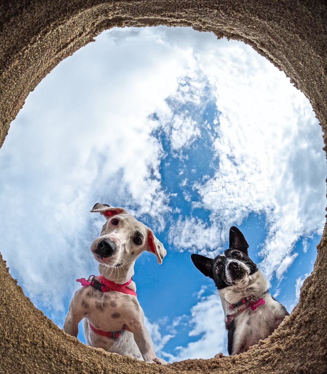 GoPro's tweet image. Photo of the Day: Whatchu&apos; looking at? 👀 Captured on Fabiano Coelho GoPro for a $100 award.

#ProTip: Use Interval Photo Mode to capture images hands-free 🤝

#GoPro #GoProPets #DogsOfInstagram #Cute #DogsLife #Puppy