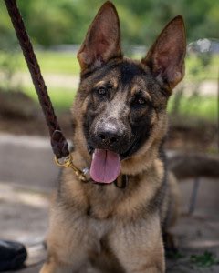 Rest easy, brave Azi. We have the watch. Always remember: K9 Azi, McKinney Police Department, Texas odmp.org/k9/1940