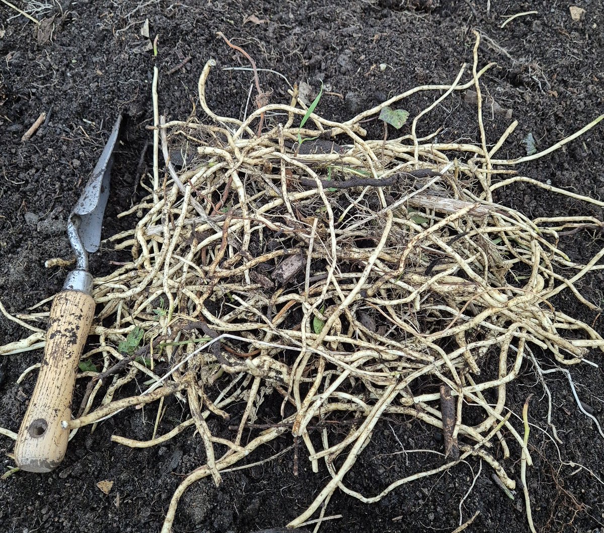 Tonight on the menu, we have a Satan's spaghetti 🍝 
It's a never-ending story 😭🙄😩💀