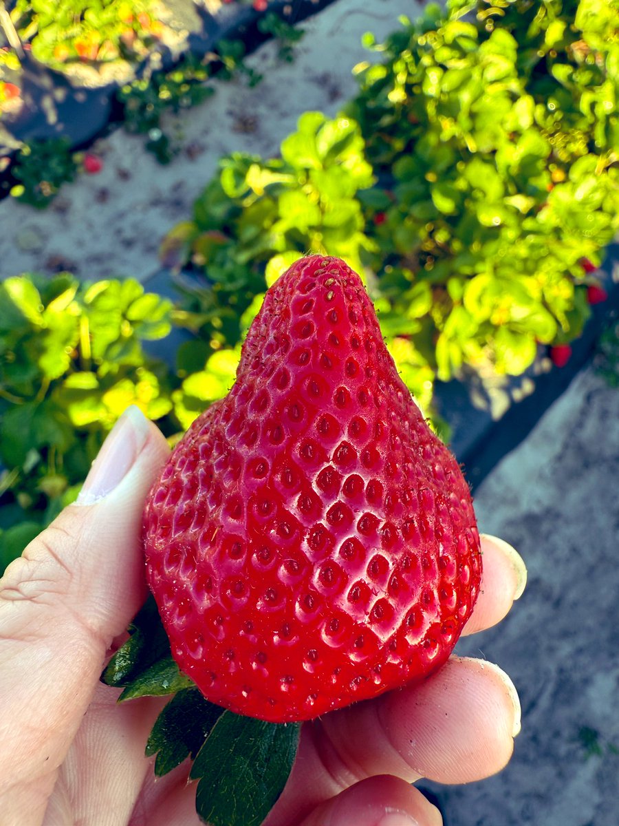 Dr. Cheryl Dalid (@cheryldalid) on Twitter photo As the final week of field selections and data collection comes to a close, I’d like to take this moment to appreciate these beauties from our field. Thankful that despite the delays we experienced early in the season, we were able to finish strong. <a href="/UfBreeding/">UF/IFAS Strawberry Breeding Program</a> <a href="/vance_whitaker/">Dr. Vance M. Whitaker</a> As the final week of field selections and data collection comes to a close, I’d like to take this moment to appreciate these beauties from our field. Thankful that despite the delays we experienced early in the season, we were able to finish strong. <a href="/UfBreeding/">UF/IFAS Strawberry Breeding Program</a> <a href="/vance_whitaker/">Dr. Vance M. Whitaker</a>