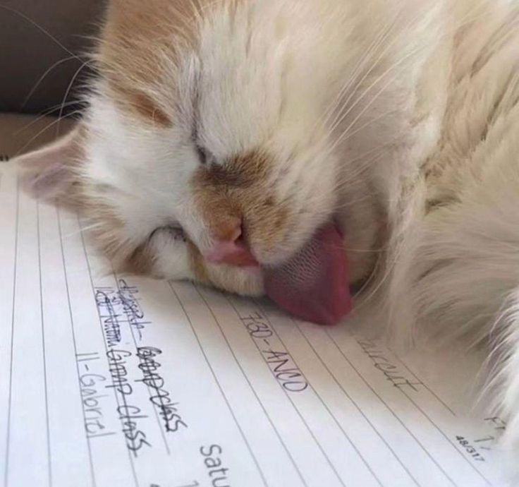 ShouldHaveCat's tweet photo. Sorry i didn't do the homework. My cat licked it. https://t.co/TWzFubqXFg