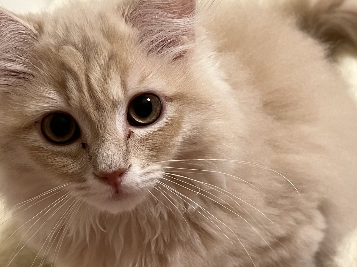 ひょっこりと、むっちゃん🐈
眠れないのかい？