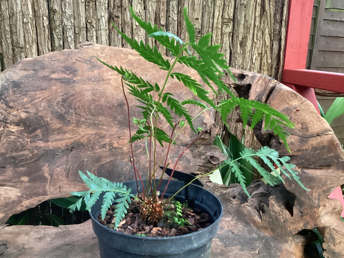 #FernFriday Todea barbara known as the crepe fern, or king fern from New Zealand . loving the red stems on the new emerging fronds 🌿