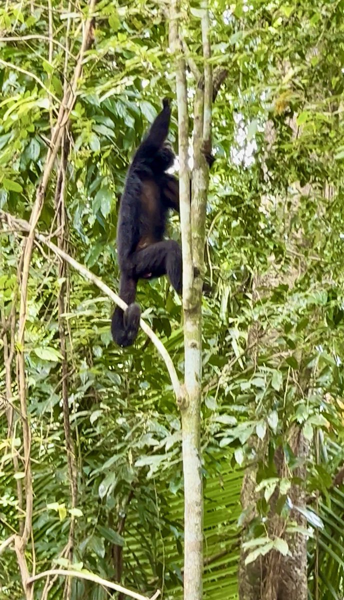 trotavan's tweet photo. Nos adentramos directo en la selva beliceña en busca de los famosos monos aulladores, conocidos por tener uno de los sonidos más potentes del reino animal. https://t.co/Xw0aVTZxO6