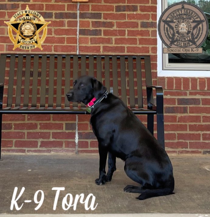 HCSO_K9Tora's tweet image. When Dad is trying to take photos for the communications director and you are just over it…🤣🐾

#K9Tora🐾💙 #SpecOpsK9 
#ThatFace #SheGaveThatLook #Labrador #IsItOverYet🤣 #WorkingDog #StillPhotogenic #LabradorK9 
#ToraGirl #SeriouslyDad #OverIt #CSUK9 #HCSO