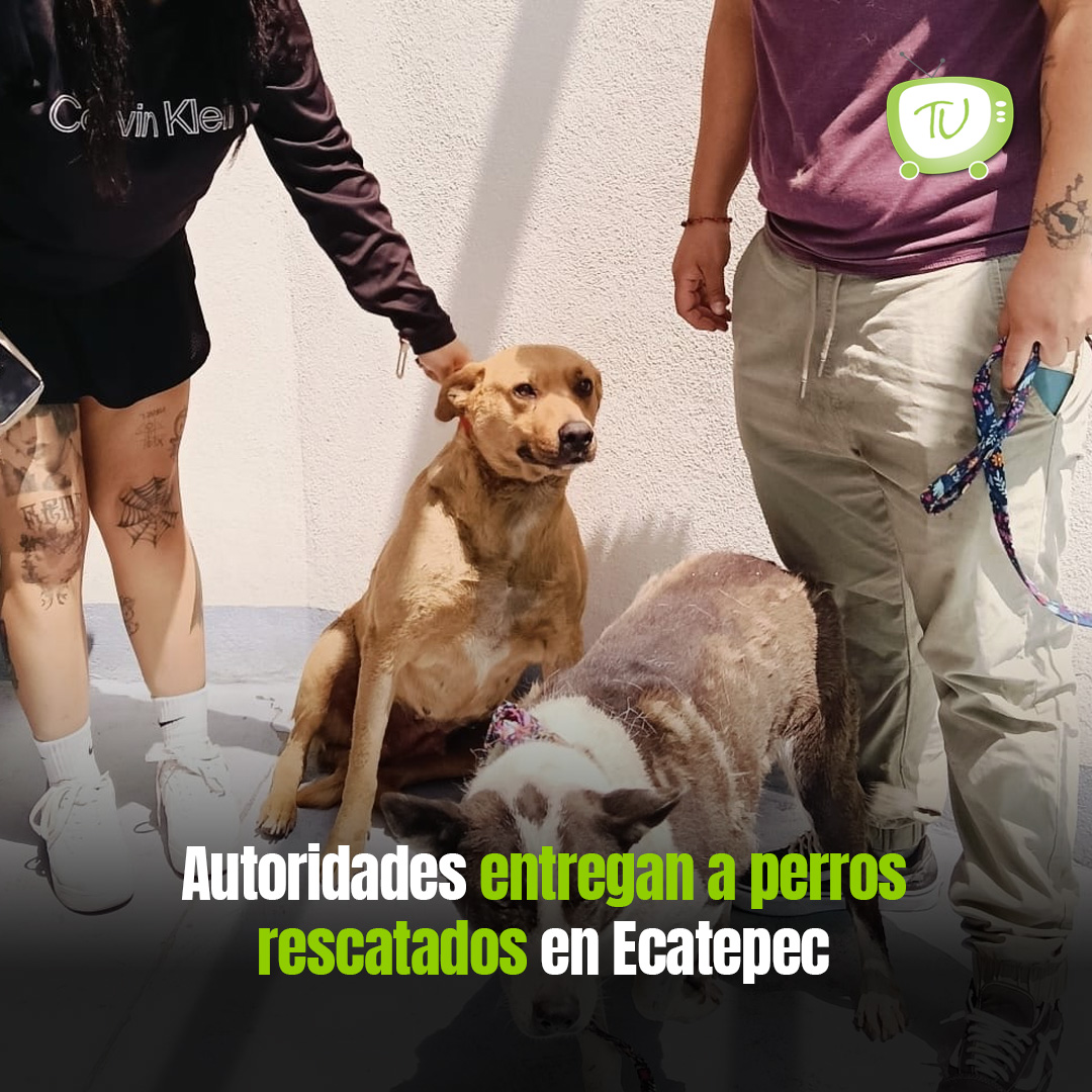TELE_URBAN's tweet image. Integrantes del Centro Municipal de Control y Bienestar Animal de #Ecatepec entregaron a vecinos y miembros de una Asociación Protectora de Animales a varios #lomitos rescatados de la calle. teleurban.tv/noticieros-tel…