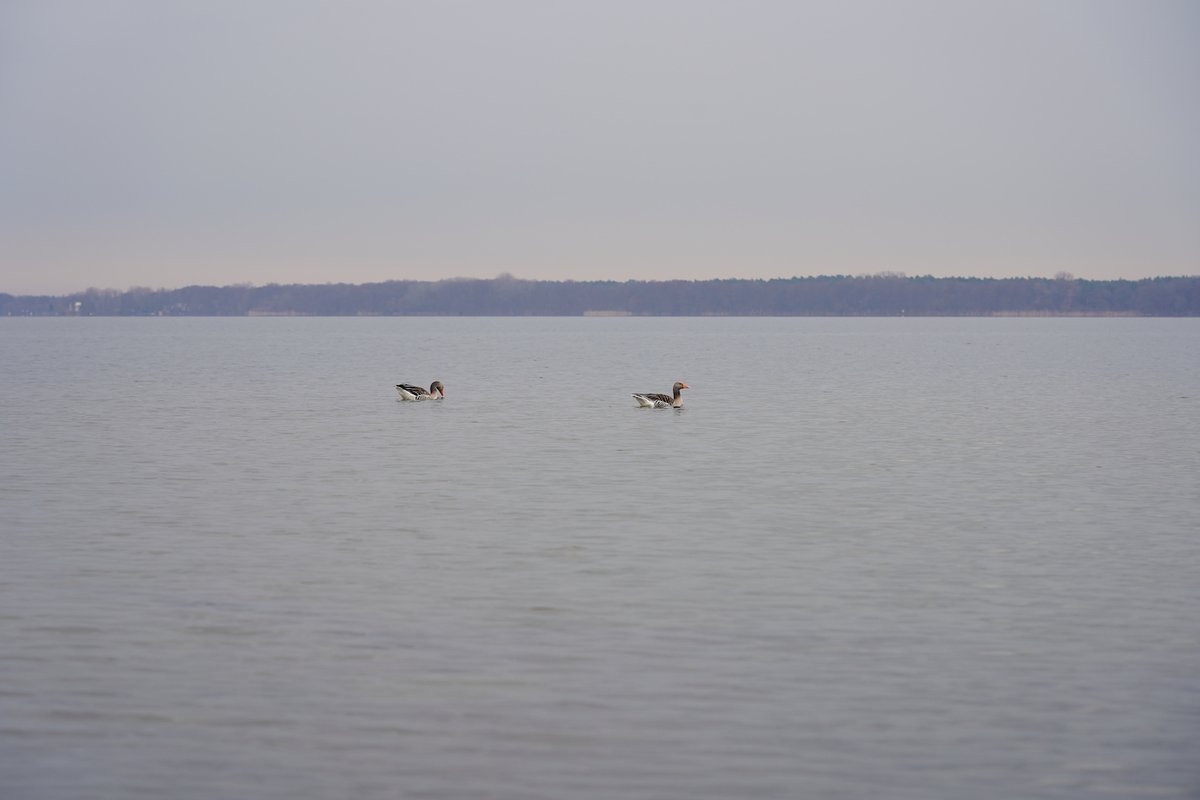 ach_im's tweet photo. Pair of greylag geese on Lake Müggelsee in Berlin https://t.co/NvrcoRXYTa