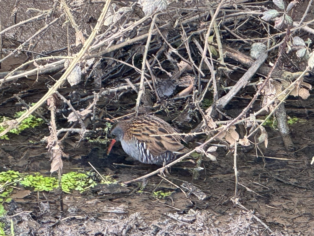 NHMdinolab (@nhmdinolab) on Twitter photo Was chuffed to spot this very relaxed water rail on my walk <a href="/DevonWildlife/">Devon Wildlife Trust</a> #SeatonWetlands this morning #ukbirding #birds Was chuffed to spot this very relaxed water rail on my walk <a href="/DevonWildlife/">Devon Wildlife Trust</a> #SeatonWetlands this morning #ukbirding #birds