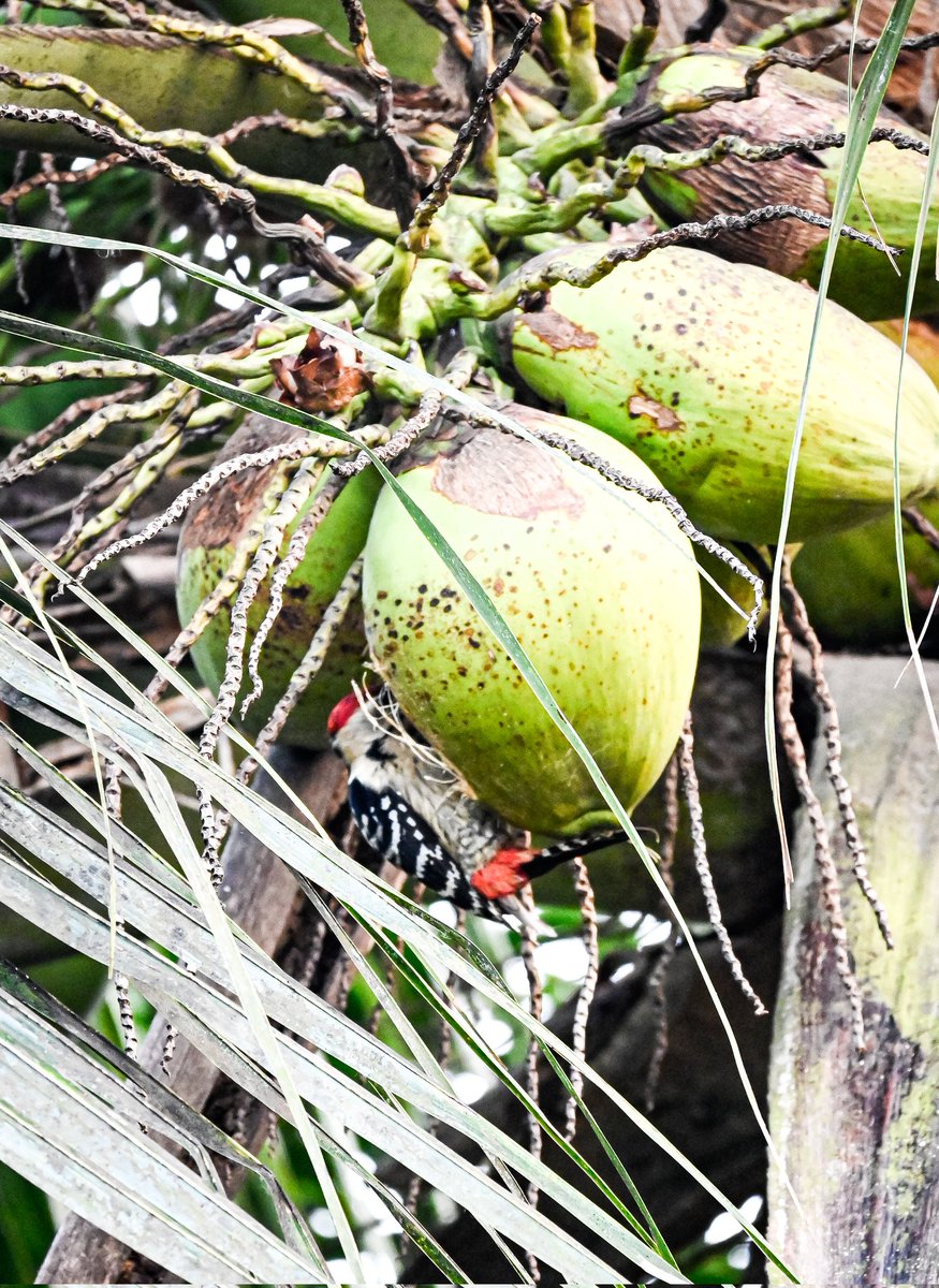 PrithishClicks's tweet photo. Who says only squirrels feast on coconuts?

 The woodpecker is also in the race, stealing the sweet juice with its mighty beak! 

Nature’s little hustlers at work. #Wildlife #Nature #birdsphotography https://t.co/ubNplwfFWP