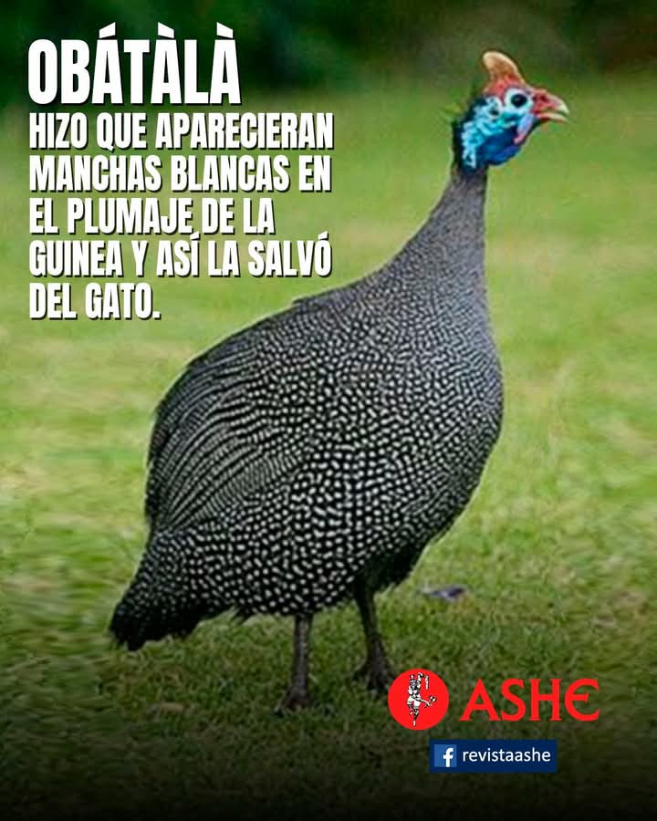 Revista Ashé tweet media