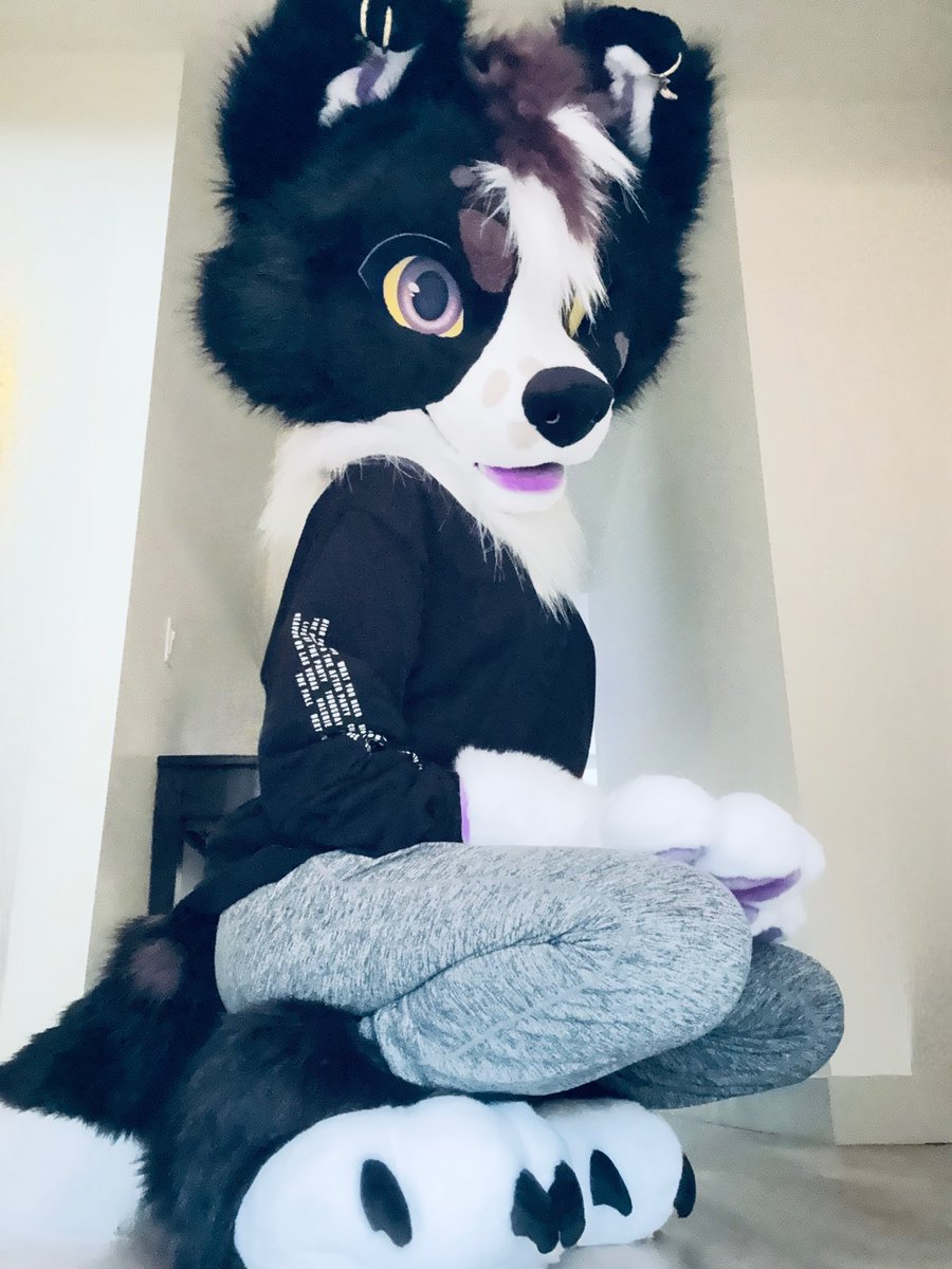 A new challenger has appeared… Meet Quinn the border collie!!! 

🧵- <a href="/BattitudeStudio/">Battitude 🦇🪡</a>