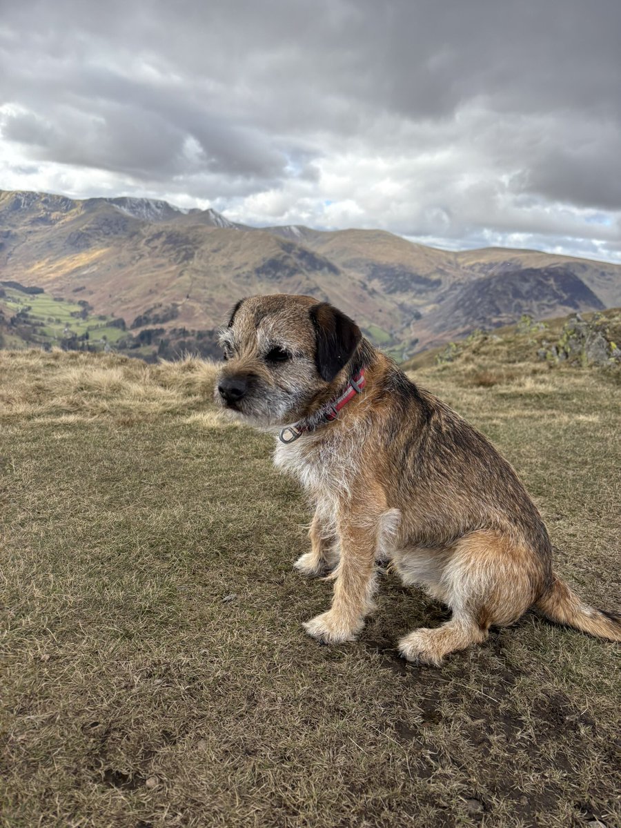 FTerrierist's tweet photo. Grand day to be out supervising #fixthefells volunteers #btposse #borderterrier #thelakedistrict https://t.co/BhtmaunrE1