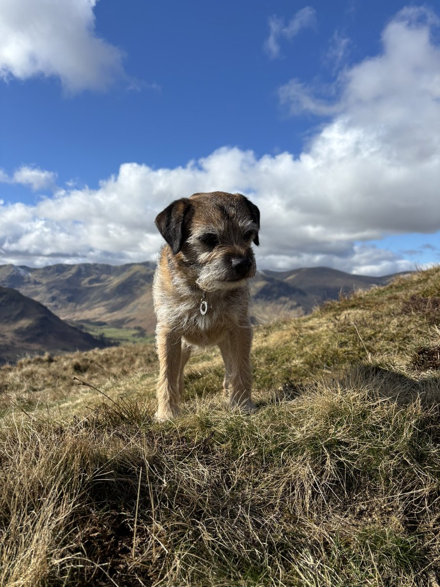 FTerrierist's tweet photo. Grand day to be out supervising #fixthefells volunteers #btposse #borderterrier #thelakedistrict https://t.co/BhtmaunrE1