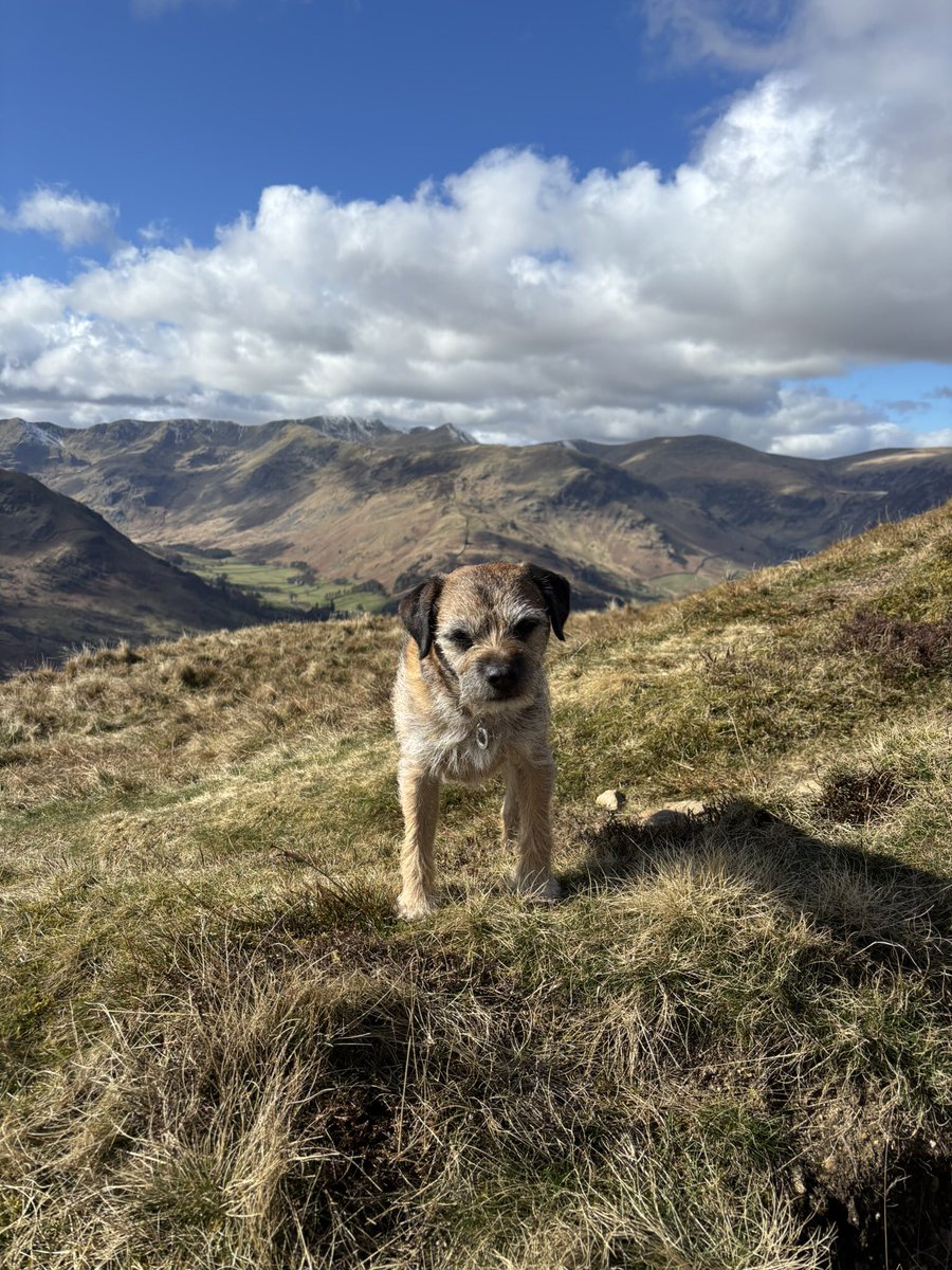 FTerrierist's tweet photo. Grand day to be out supervising #fixthefells volunteers #btposse #borderterrier #thelakedistrict https://t.co/BhtmaunrE1