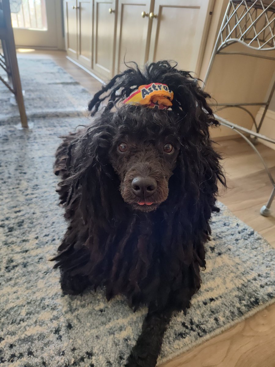 My dog is an <a href="/astros/">Houston Astros</a> fan!