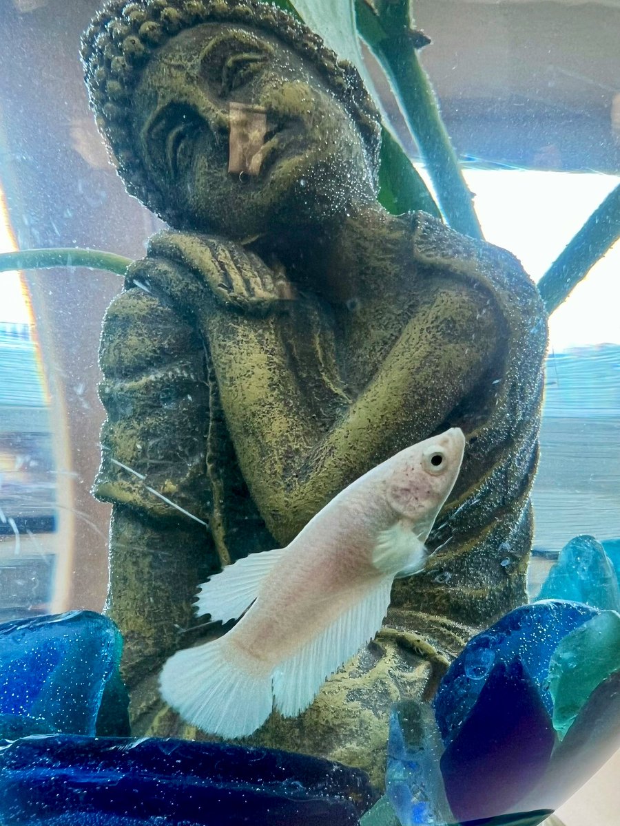 Nicole Schofer tweet media