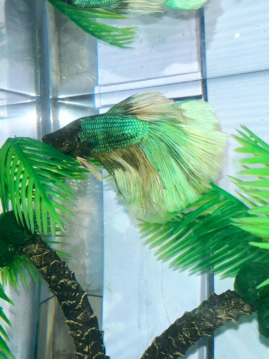 Nicole Schofer tweet media